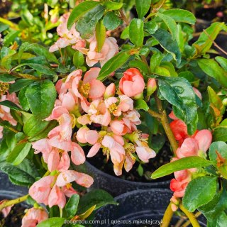 Pigwowiec pośredni (Chaenomeles ×superba) 'Pink Trail' C2