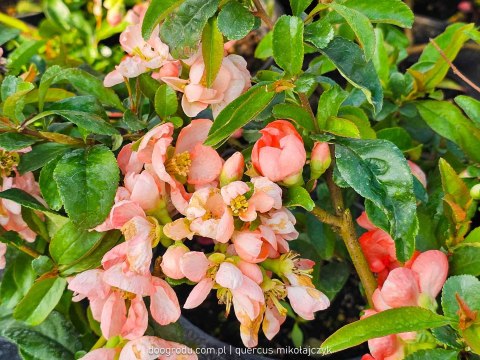 Pigwowiec pośredni (Chaenomeles ×superba) 'Pink Trail' C2 Pigwowiec pośredni (Chaenomeles ×superba) 'Pink Trail' C2
