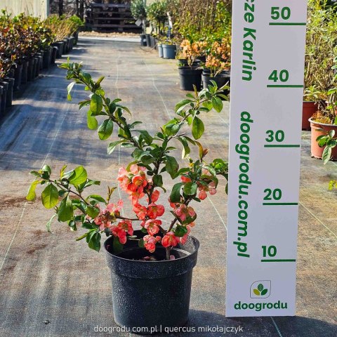 Pigwowiec pośredni (Chaenomeles ×superba) 'Pink Trail' C2 Pigwowiec pośredni (Chaenomeles ×superba) 'Pink Trail' C2