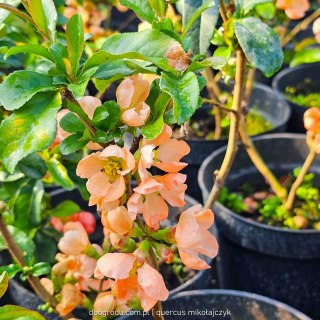 Pigwowiec pośredni (Chaenomeles ×superba) 'Salmon Horizon' C2