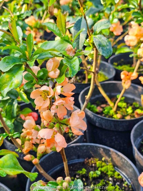 Pigwowiec pośredni (Chaenomeles ×superba) 'Salmon Horizon' C2 Pigwowiec pośredni (Chaenomeles ×superba) 'Salmon Horizon' C2