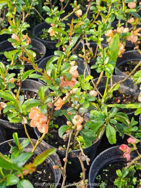 Pigwowiec pośredni (Chaenomeles ×superba) 'Salmon Horizon' C2 Pigwowiec pośredni (Chaenomeles ×superba) 'Salmon Horizon' C2