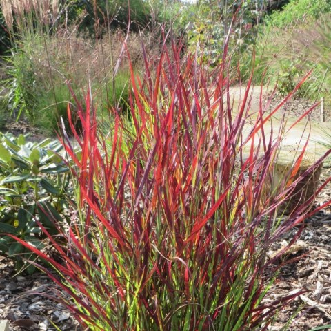 Proso rózgowate 'Sangria' Panicum virgatum C2