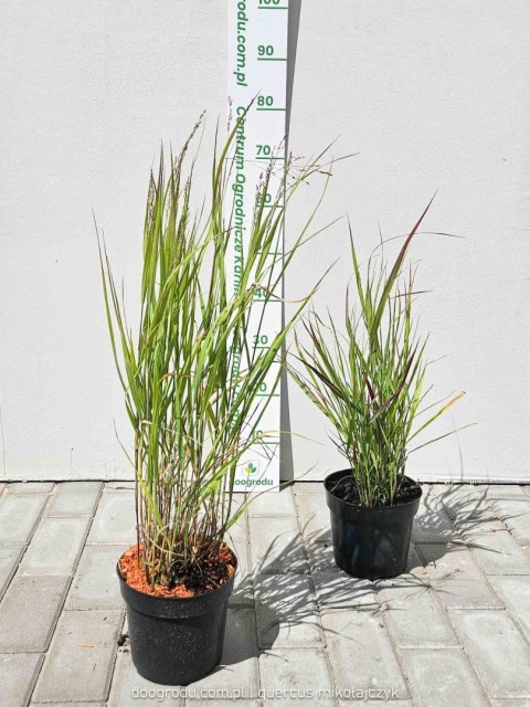 Proso rózgowate 'Sangria' Panicum virgatum C2