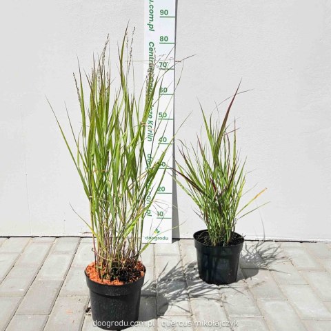 Proso rózgowate 'Sangria' Panicum virgatum C2