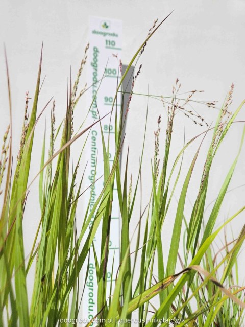 Proso rózgowate 'Sangria' Panicum virgatum C2