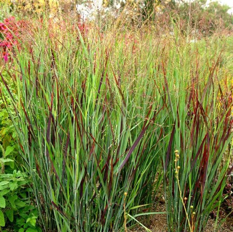 Proso rózgowate 'Shenandoah' Panicum virgatum C2