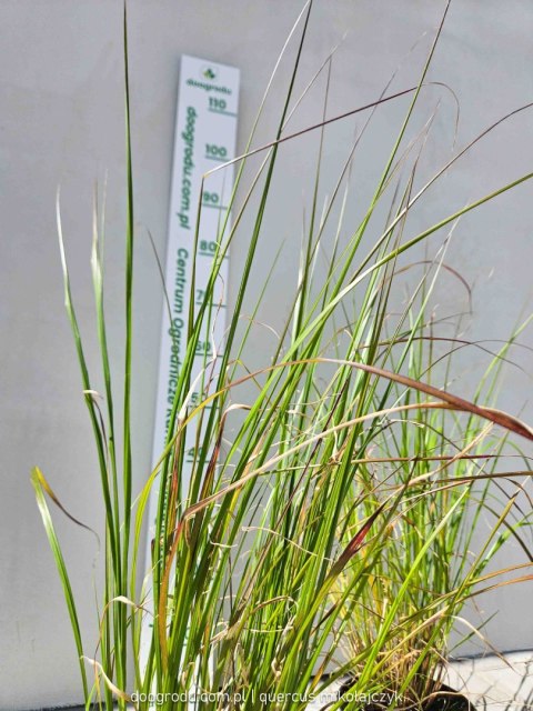 Proso rózgowate 'Shenandoah' Panicum virgatum C2