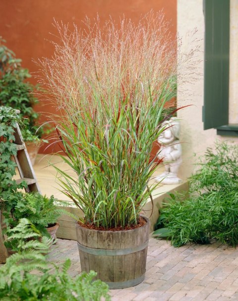 Proso rózgowate 'Shenandoah' Panicum virgatum C2