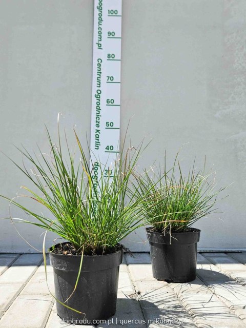 Rozplenica japońska 'Little Bunny' Pennisetum alopecuroides C2