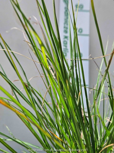 Rozplenica japońska 'Little Bunny' Pennisetum alopecuroides C2