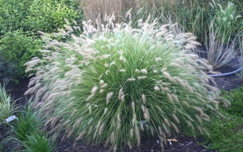 Rozplenica japońska 'Little Bunny' Pennisetum alopecuroides C2