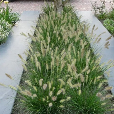 Rozplenica japońska 'Little Bunny' Pennisetum alopecuroides C2
