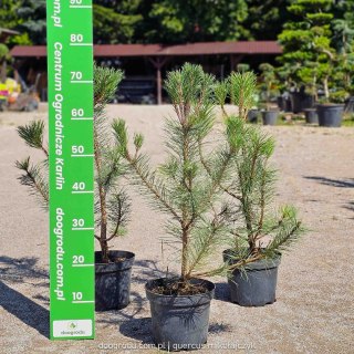 Sosna czarna Pinus nigra C3 60-80CM duże drzewo gęsta forma ciemna zieleń