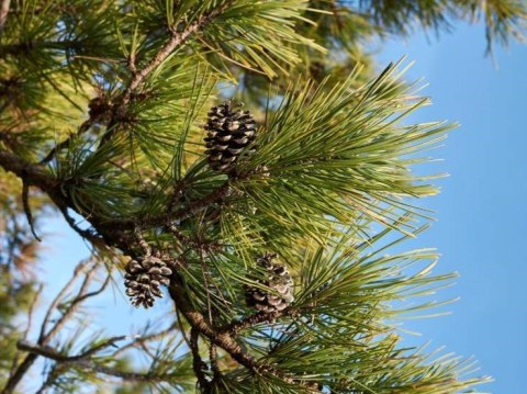 Sosna czarna Pinus nigra C3 60-80CM duże drzewo gęsta forma ciemna zieleń