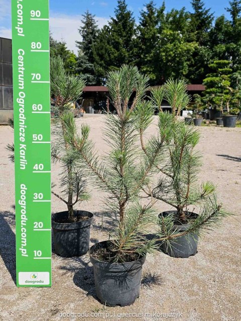 Sosna czarna Pinus nigra C3 60-80CM duże drzewo gęsta forma ciemna zieleń