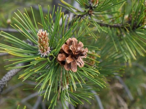 Sosna czarna Pinus nigra C3 60-80CM duże drzewo gęsta forma ciemna zieleń
