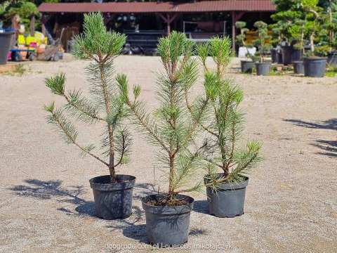 Sosna czarna Pinus nigra C3 60-80CM duże drzewo gęsta forma ciemna zieleń