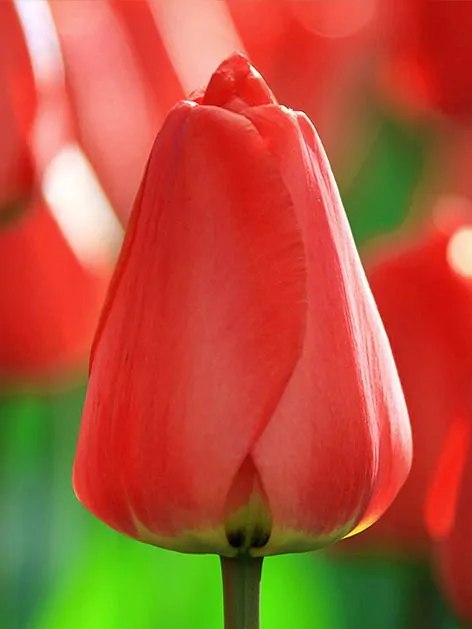 TULIPAN CZERWONY OXFORD DARWINA HOLENDERSKI TULIP ZESTAW 5SZT 10/11