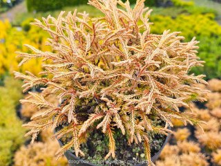 Thuja occ. Tuja 'Golden Tuffet' C2 10-20cm złota kula