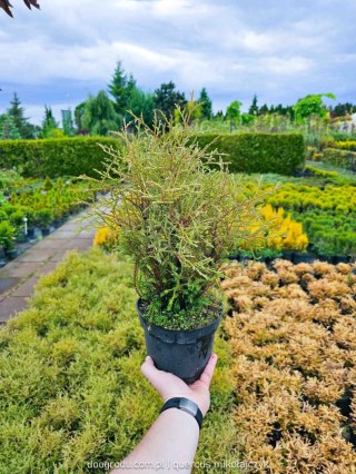 Thuja occ. Tuja 'Mr Bowling Ball' C2 20-30cm zielona kula