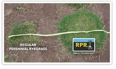 Trawa Barenbrug RPR Lawn 1kg ZAGĘSZACZAJĄCA ROZŁOGOWA NASIONA TRAW