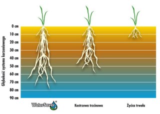 Trawa Barenbrug WATER SAVER 1KG BEZ PODLEWANIA NASIONA OTOCZKOWANE