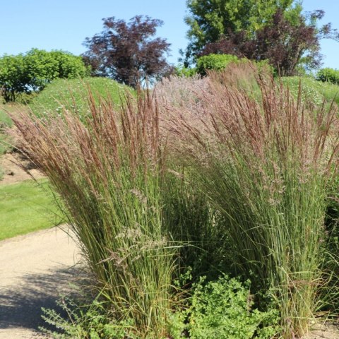 Trzęślica modra 'Moorhexe' Molinia caerulea C2