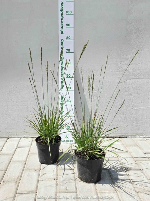 Trzęślica modra 'Moorhexe' Molinia caerulea C2