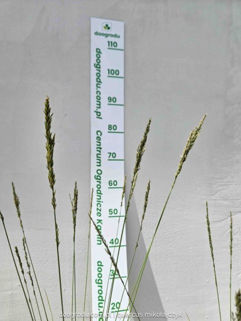 Trzęślica modra 'Moorhexe' Molinia caerulea C2