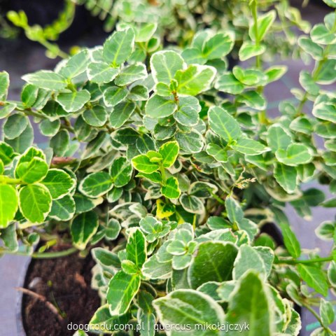 Trzmielina 'Emerald Gaiety' Zielono Biała Duża Euonymus Fortunei C2 20-30CM