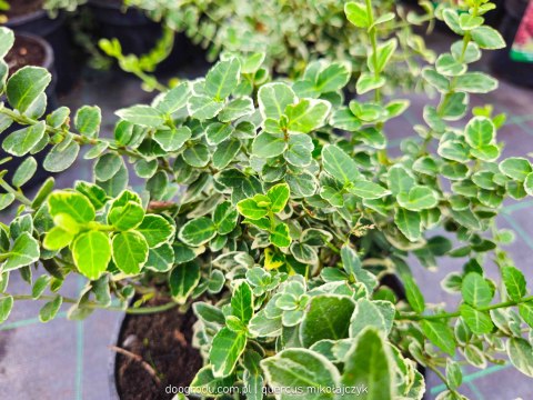 Trzmielina 'Emerald Gaiety' Zielono Biała Duża Euonymus Fortunei C2 20-30CM