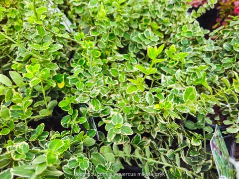 Trzmielina 'Emerald Gaiety' Zielono Biała Duża Euonymus Fortunei C2 20-30CM