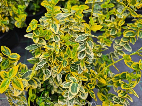 Trzmielina 'Emerald Gold' Złoto Zielona Duża Eunoymus Fortunei C2 30CM