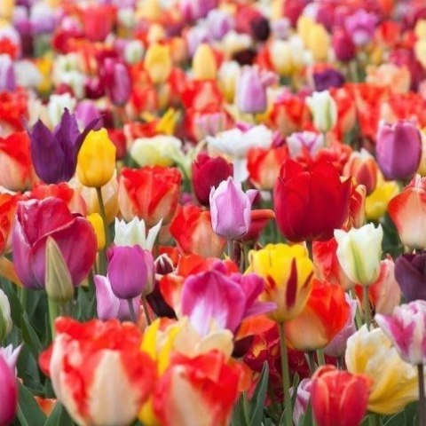 Tulipan 500SZT Mix Kolorów Wieloletni Zestaw XL Duże Cebule 9.5/10CM GRATIS