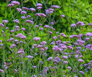 Werbena patagońska (Verbena bonariensis ) 'Violet Blue' C2