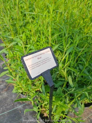 Werbena patagońska (Verbena bonariensis ) 'Violet Blue' C2