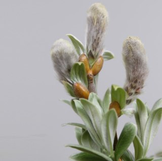 Wierzba Salix integra 'Helvetica' Oliver C2 40-60CM