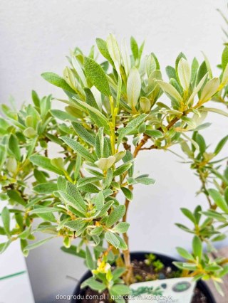 Wierzba Salix integra 'Helvetica' Oliver C2 40-60CM