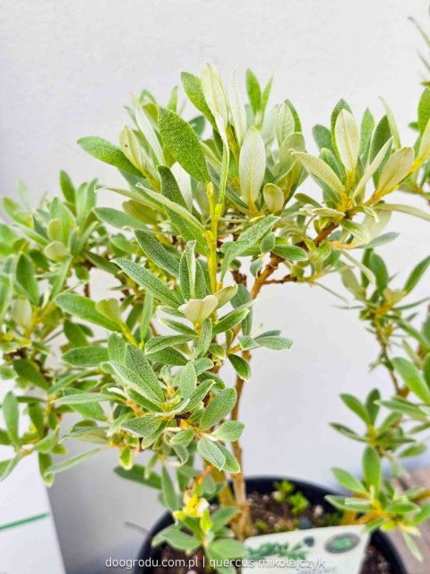 Wierzba Salix integra 'Helvetica' Oliver C2 40-60CM Wierzba Salix integra 'Helvetica' Oliver C2 40-60CM