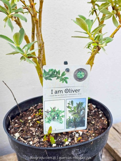 Wierzba Salix integra 'Helvetica' Oliver C2 40-60CM Wierzba Salix integra 'Helvetica' Oliver C2 40-60CM
