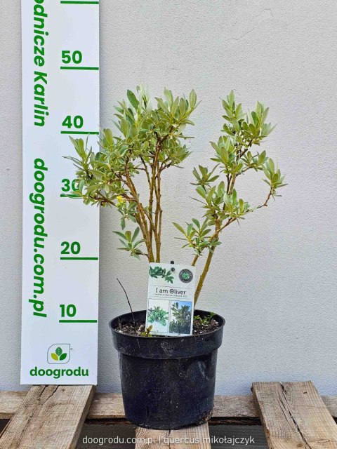 Wierzba Salix integra 'Helvetica' Oliver C2 40-60CM Wierzba Salix integra 'Helvetica' Oliver C2 40-60CM