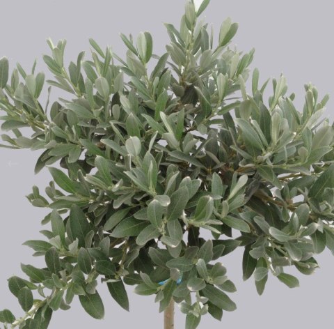 Wierzba Salix integra 'Helvetica' Oliver C2 40-60CM Wierzba Salix integra 'Helvetica' Oliver C2 40-60CM