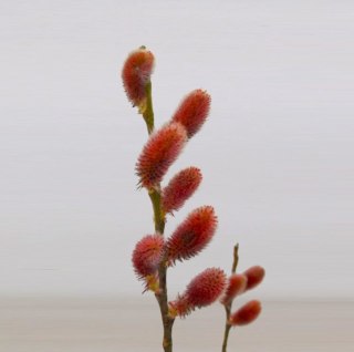 Wierzba Salix integra 'Mount Aso' Red Cat C2 40-60cm