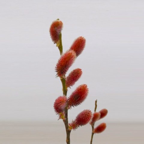Wierzba Salix integra 'Mount Aso' Red Cat C2 40-60cm Wierzba Salix integra 'Mount Aso' Red Cat C2 40-60cm