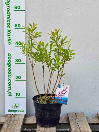 Wierzba Salix integra 'Mount Aso' Red Cat C2 40-60cm