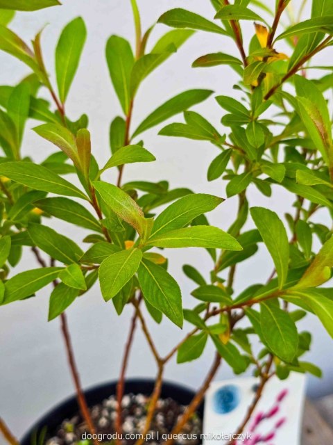 Wierzba Salix integra 'Mount Aso' Red Cat C2 40-60cm Wierzba Salix integra 'Mount Aso' Red Cat C2 40-60cm