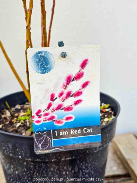 Wierzba Salix integra 'Mount Aso' Red Cat C2 40-60cm Wierzba Salix integra 'Mount Aso' Red Cat C2 40-60cm