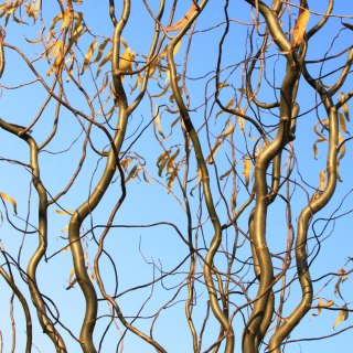 Wierzba babilońska (Salix babilonica) 'Tortuosa' C2 100-120cm