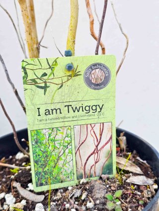 Wierzba babilońska (Salix babilonica) 'Tortuosa' C2 100-120cm